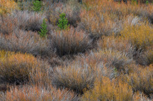 Wild Sedges And Evergreen Saplings In Autumn On Wyoming Prairie