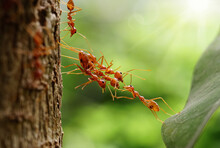 Ants Help To Carry Food, Ant Bridge Unity Team, Concept Team Work Together. Red Ants Teamwork. Unity Of Ants.	