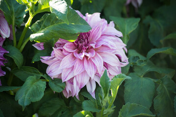 Wall Mural - Closeup of pink dahlia in a public garden