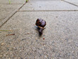 Ślimak pełzający po chodniku w deszczowy wiosenny poranek.