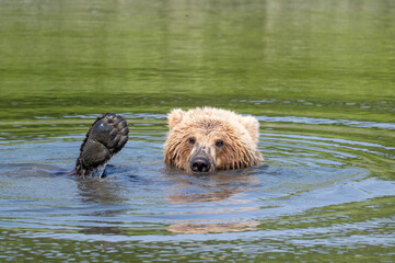 Canvas Print - Alaskan brown bear relaxing at McNeil River