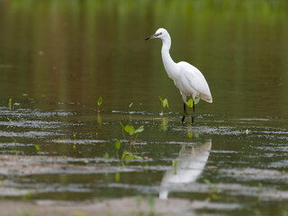 Poster - Little egret, Egretta garzetta,