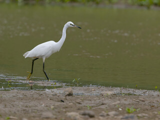 Sticker - Little egret, Egretta garzetta,