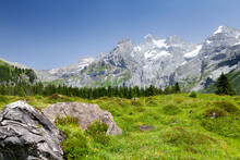 Swiss Alps Mountains And Blooming Meadow