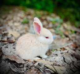 rabbit in the grass