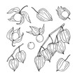 © chekiwart - Set of hand sketched physalis