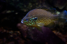 The Pumpkinseed (Lepomis Gibbosus)  North American Freshwater Fish
