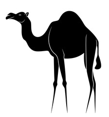 Poster - Camel. Camel silhouette on a white background. camel logo.