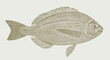 Black seabream spondyliosoma cantharus, marine fish in side view