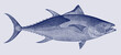 Atlantic bluefin tuna thunnus thynnus, marine food fish in side view