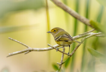Wall Mural - A white-eyed vireo perched on a tree branch 