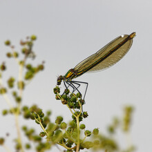 Dragonfly Resting On A Leaf