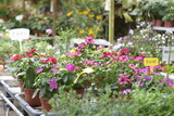 Fototapeta Storczyk - fresh flower photos taken at the Cameron Highland flower garden