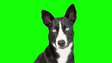 Black And White Mixed Breed Dog On Green Screen Isolated With Chroma Key, Real Shot. Portrait Of A Dog With Blue Eyes. Looking At Camera
