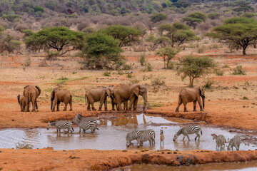 herd of african elephants together having water at amboseli national park kenya