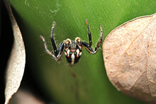 A Jumper Spider On A Leaf