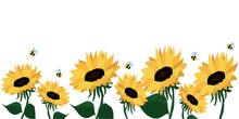 Many Beautiful Sunflowers And Bees On White Background