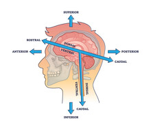 Rostral Vs Caudal Head Axis Description For Head Anatomy Outline Diagram. Labeled Educational Scheme With Medical Positions And Superior, Inferior, Anterior Or Posterior Directions Vector Illustration