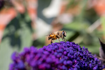 Close up of a western or european honey bee, Apis mellifera, feeding nector on a purple Buddleia, Buddleja sp, in a Belgian garden. High quality photo