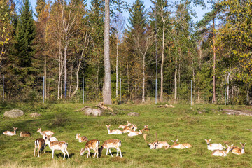 Wall Mural - Meadow with a herd of Fallow deer