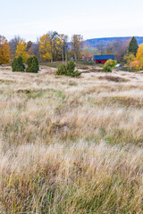 Wall Mural - View at a grass meadow in autumn