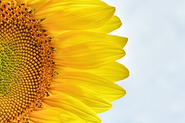 Bright yellow petals surround sunflower disk floret growing in field against cloudy sky. Blooming of beautiful plant on summer day extreme closeup