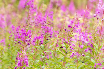 Wall Mural - flowers of Fireweed, Chamaenerion angostifolium on a sunny summer day