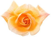 Apricot Colored Rose Isolated With Transparent Background