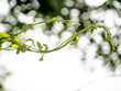 Vine of Mikania micrantha bitter vine the invasive alien species in nature