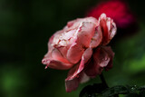Fototapeta Tulipany - The wounded petals of a withering Princess Sakura rose