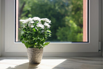 Beautiful potted chrysanthemum flowers on white window sill indoors. Space for text