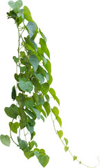 Wall Mural - Vine plant, green leaves