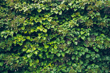 Ivy, Covering Walls Of A House