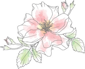 Wall Mural - loose watercolor doodle line art rose flower bouquet elements