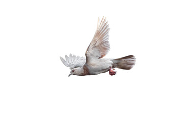 Wall Mural - Movement Scene of Rock Pigeon Flying in The Air, Transparent background PNG file.