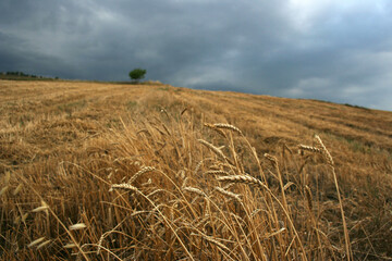 Poster - harvested wheat field and ears of wheat