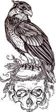 A Falcon Sitting On A Human Skull
