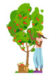 Smiling african woman picking up red apples from the tree. Young woman in a straw hat. Wicker basket full of ripe apples. Concept for gardening or farming. Vector flat illustration