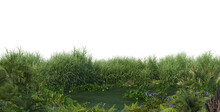 Plants On The Edge Of Swamps On A Transparent Background