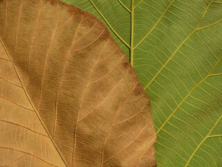 Sticker - brown leaf and green leaf texture ( teak leaf )