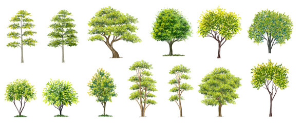 Wall Mural - watercolor of tree side view isolated on white background for landscape and architecture drawing, el
