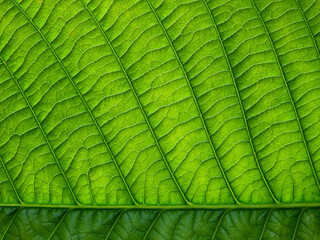 Poster - close up green leaf texture of Golden gardenia tree ( Gardenia sootepensis Hutch )