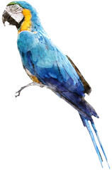 colorful colorwater drawing macaw bird background.