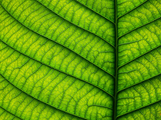 Poster - close up green leaf texture of Golden gardenia tree ( Gardenia sootepensis Hutch )