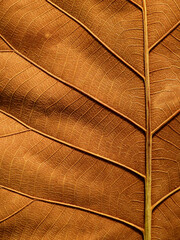 Wall Mural - brown teak leaf texture, macro shot