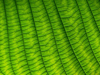 Poster - close up green leaf texture of Golden gardenia tree ( Gardenia sootepensis Hutch )