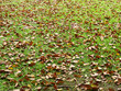 dry leaf falling on the lawn in the park at autumn season