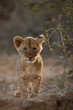 lion cub panthera leo