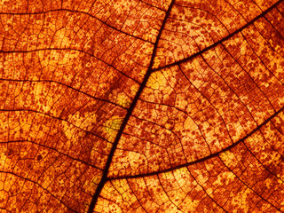 Sticker - autumn brown leaf texture ( teak leaf )