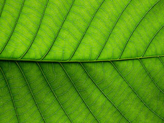 Poster - close up green leaf texture